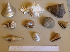 Collection of Ornamental Seashells